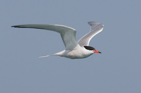 Common Tern (Sterna hirundo) photo image