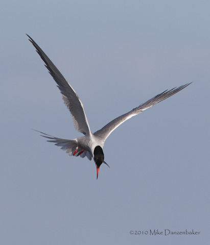 Common Tern (Sterna hirundo) photo image