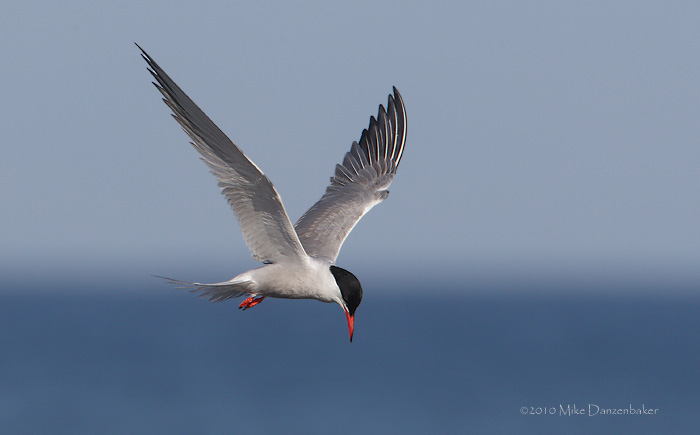 Common Tern (Sterna hirundo) photo image