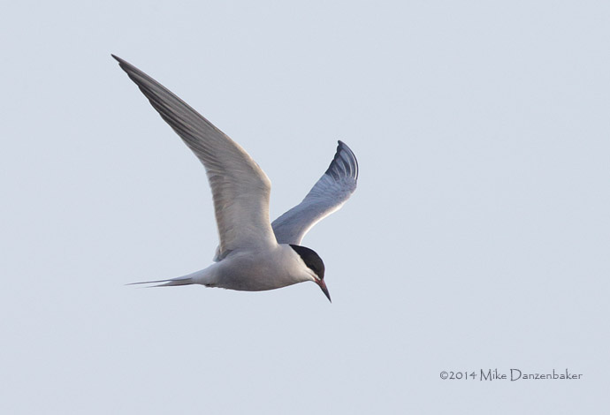 Common Tern (Sterna hirundo) photo image