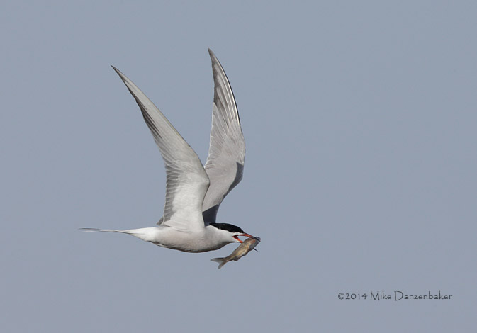 Common Tern (Sterna hirundo) photo image
