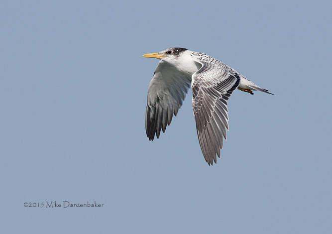Swift Tern (Thalasseus bergii) photo