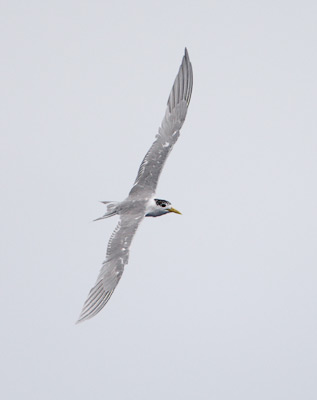 Crested Tern (Sterna bergii) photo