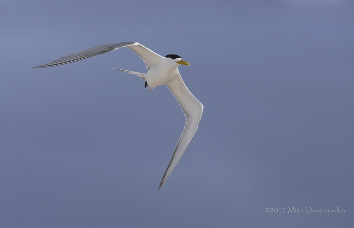 Swift Tern (Thalasseus bergii) photo image