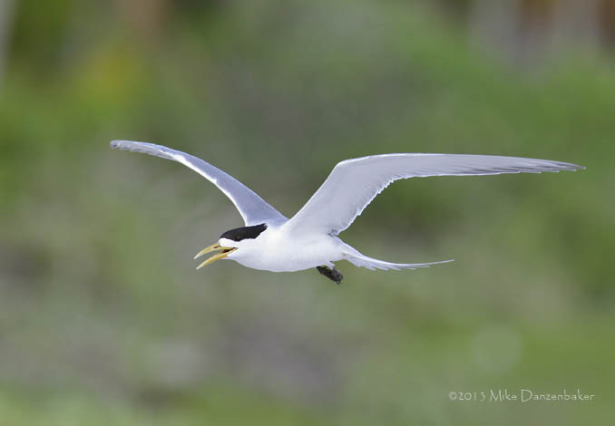Swift Tern (Thalasseus bergii) photo image