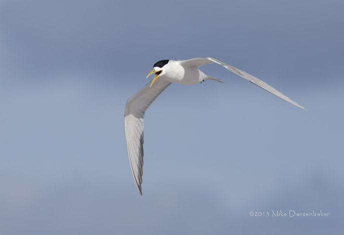 Swift Tern (Thalasseus bergii) photo image