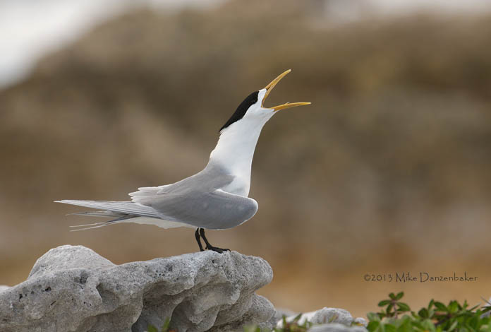 Crested Tern (Thalasseus bergii) photo