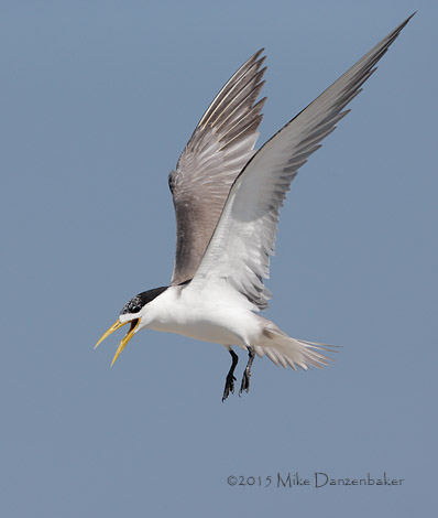 Swift Tern (Thalasseus bergii) photo