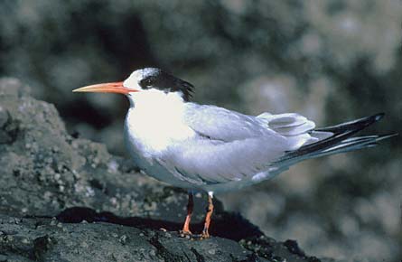 Elegant Tern (Thalasseus elegans) photo image