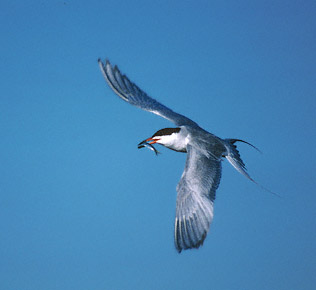 Forster's Tern (Sterna forsteri) photo image