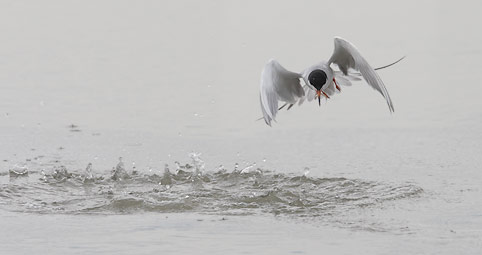 Forster's Tern (Sterna forsteri) photo image