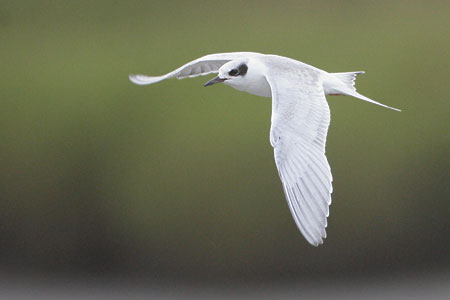 Forster's Tern (Sterna forsteri) photo image
