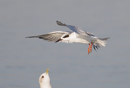Forster's Tern (Sterna forsteri) photo