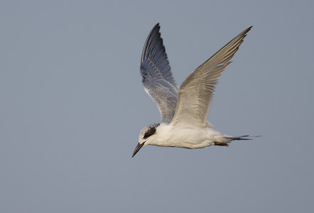 Forster's Tern (Sterna forsteri) photo image