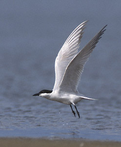 Gull-billed Tern (Gelochelidon nilotica) photo image