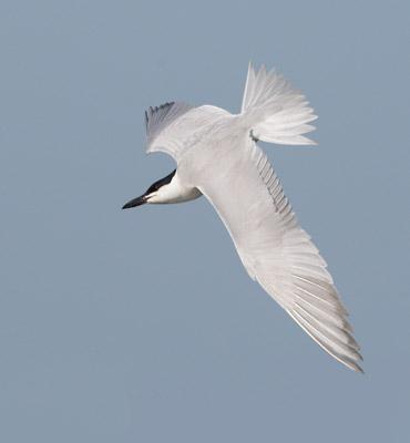 Gull-billed Tern (Sterna nilotica) photo