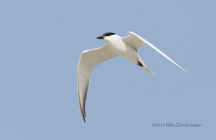 Gull-billed Tern (Gelochelidon nilotica) photo image