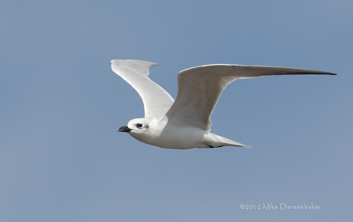 Gull-billed Tern (Gelochelidon nilotica) photo image
