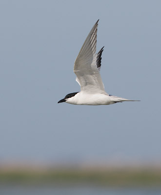 Gull-billed Tern (Gelochelidon nilotica) photo image