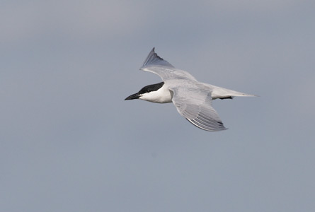 Gull-billed Tern (Gelochelidon nilotica) photo image
