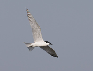 Gull-billed Tern (Gelochelidon nilotica) photo image