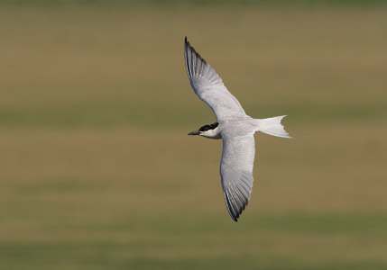 Gull-billed Tern (Gelochelidon nilotica) photo image
