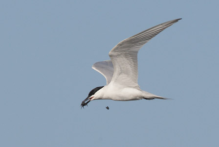 Gull-billed Tern (Gelochelidon nilotica) photo image