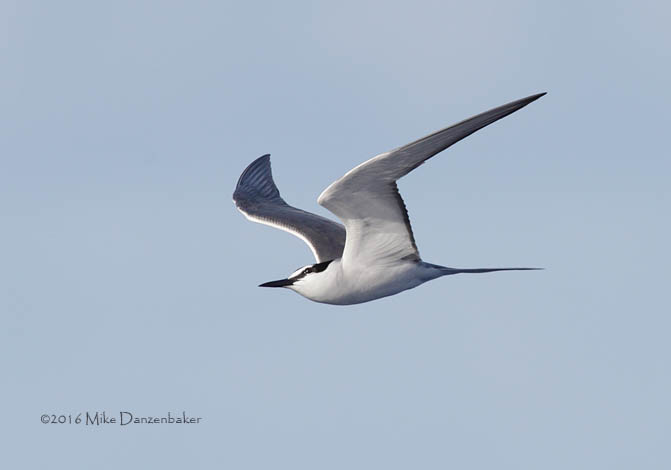 Spectacled Tern (Onychoprion lunatus) photo