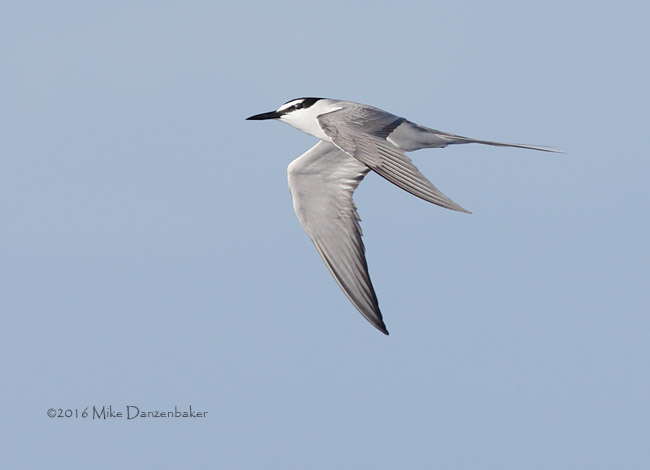 Spectacled Tern (Onychoprion lunatus) photo image