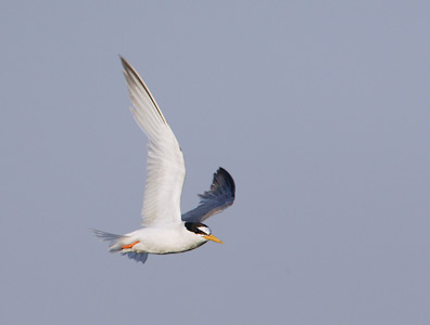 Little Tern (Sternula albifrons) photo image