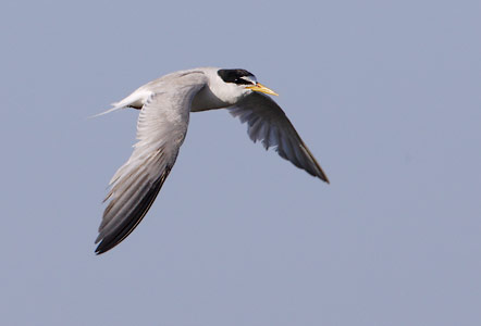 Little Tern (Sternula albifrons) photo image