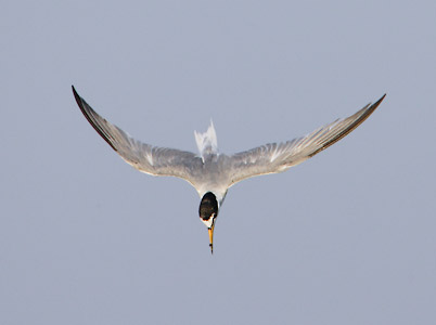 Little Tern (Sternula albifrons) photo image