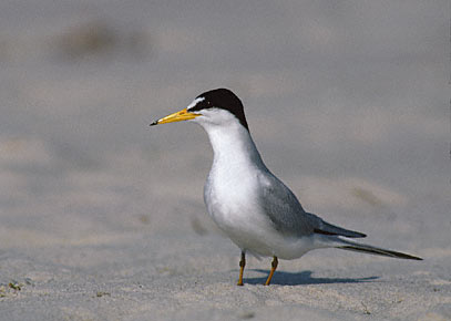 Least Tern (Sternula antillarum) photo image