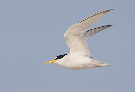 Least Tern (Sterna antillarum) photo