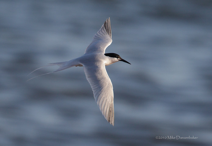 Roseate Tern (Sterna dougallii) photo image