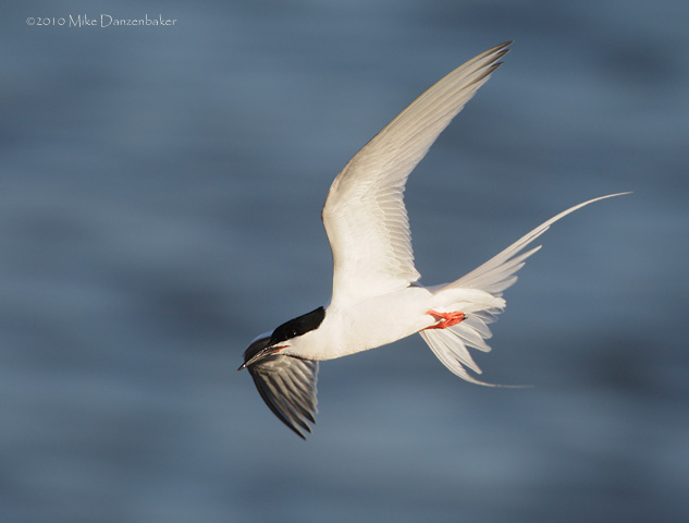 Roseate Tern (Sterna dougallii) photo image