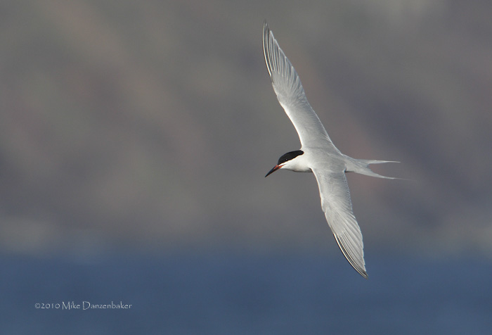 Roseate Tern (Sterna dougallii) photo