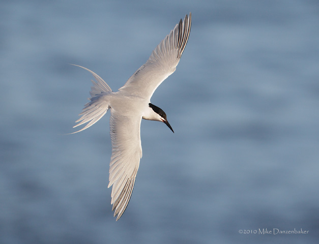 Roseate Tern (Sterna dougallii) photo