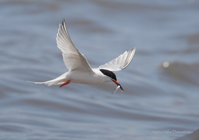 Roseate Tern (Sterna dougallii) photo image