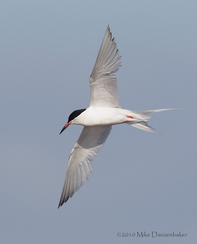 Roseate Tern (Sterna dougallii) photo image