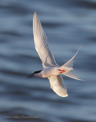 Roseate Tern (Sterna dougallii) photo image