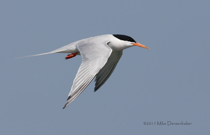 Roseate Tern (Sterna dougallii) photo image