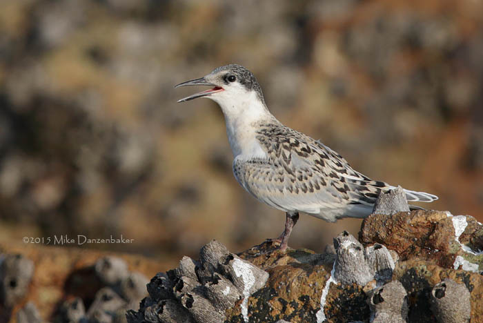 Roseate Tern (Sterna dougallii) photo image