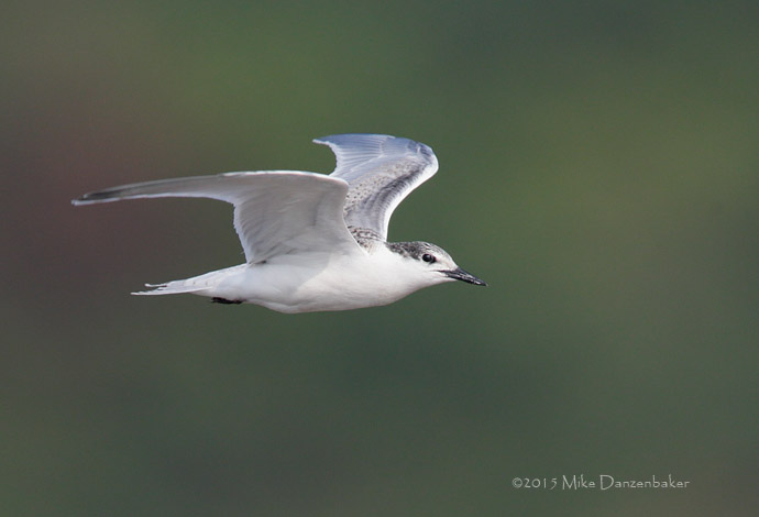 Roseate Tern (Sterna dougallii) photo image