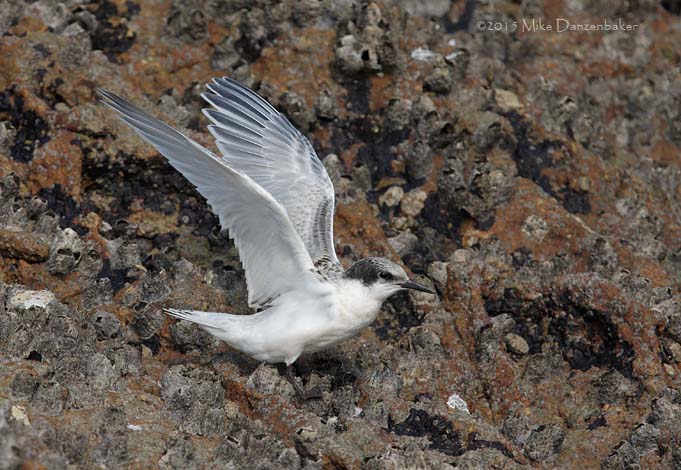 Roseate Tern (Sterna dougallii) photo image