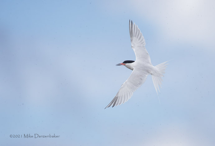 Roseate Tern (Sterna dougallii) photo image