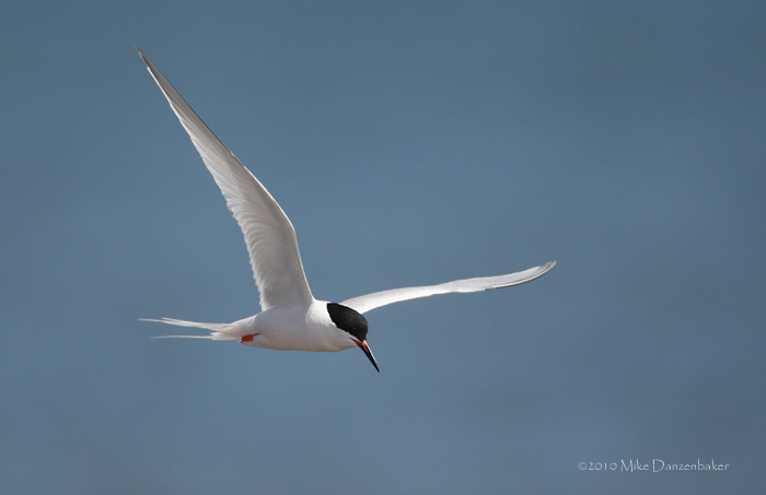 Roseate Tern (Sterna dougallii) photo image