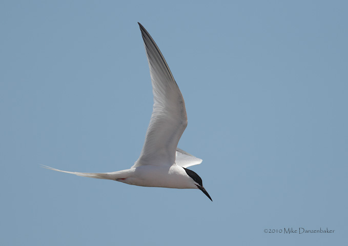 Roseate Tern (Sterna dougallii) photo image