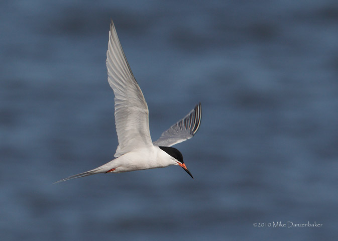 Roseate Tern (Sterna dougallii) photo image