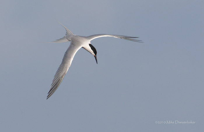 Roseate Tern (Sterna dougallii) photo image